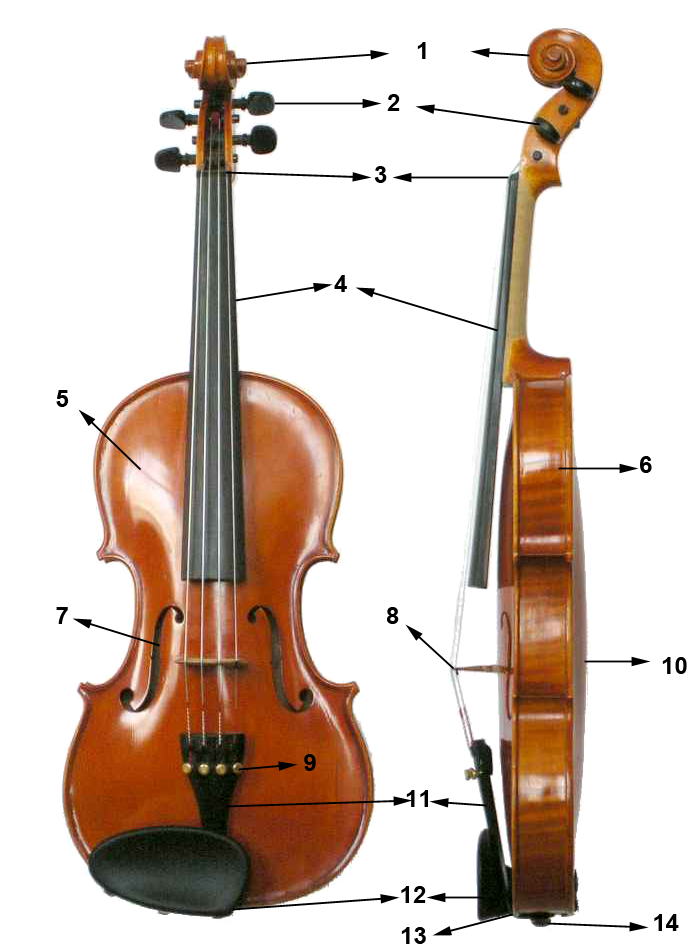 Quais são as partes do Violino? Como se chamam as partes do Violino?